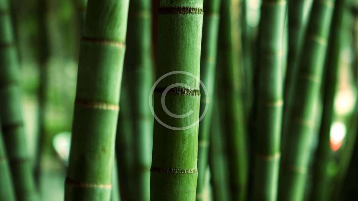 Mindfulness Meditation